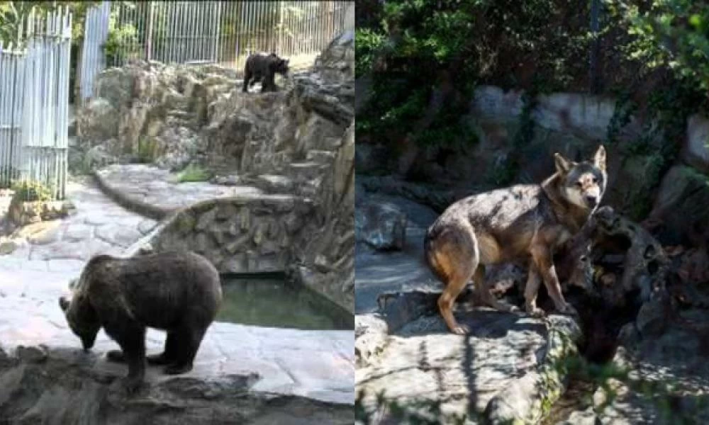 Θεσσαλονίκη: Άνοιξε και συναρπάζει ο ανακαινισμένος ζωολογικός κήπος!